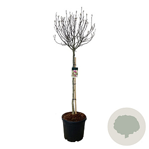 Magnolia 'Susan' 150 cm stam cont. 55L