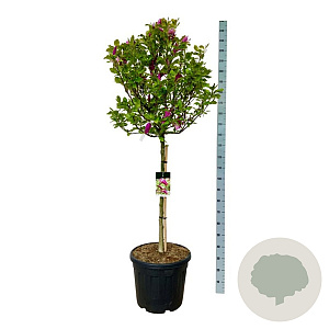 Magnolia 'Susan' 90 cm stam cont. 55L extra