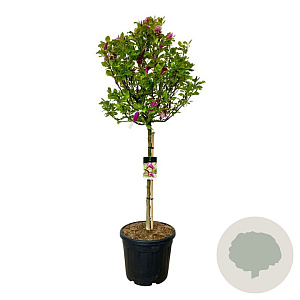 Magnolia 'Susan' 90 cm stam cont. 55L extra