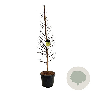 Metasequoia gl. Amber Glow 225-250 cm cont. 55L extra