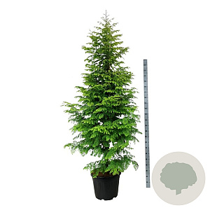 Metasequoia gl. Amber Glow 225-250 cm cont. 55L extra