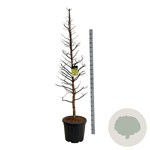 Metasequoia gl. Amber Glow 225-250 cm cont. 55L extra