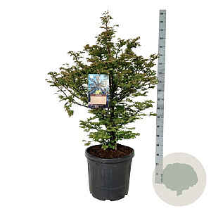 Metasequoia gl. 'Daw.Tawny Fleece' 100-125 cm cont. 55L extra