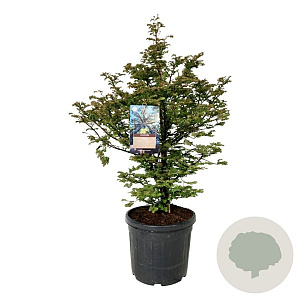 Metasequoia gl. 'Daw.Tawny Fleece' 100-125 cm cont. 55L extra
