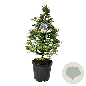 Metasequoia gl. 'Daw.Tawny Fleece' 125-150 cm cont. 55L extra