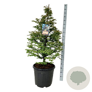 Metasequoia gl. 'Daw.Tawny Fleece' 125-150 cm cont. 55L extra