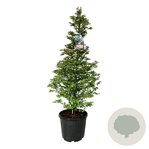 Metasequoia gl. 'Daw.Tawny Fleece' 150-175 cm cont. 55L extra