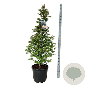 Metasequoia gl. 'Daw.Tawny Fleece' 150-175 cm cont. 55L extra