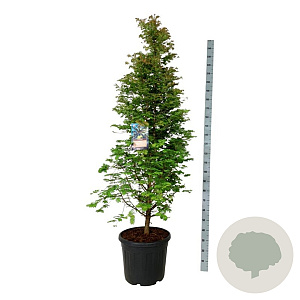 Metasequoia gl. 'Daw.Tawny Fleece' 200-225 cm cont. 55L extra