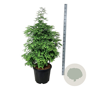 Metasequoia gl. 'Hamlet's Broom' 100-125 cm cont. 55L extra
