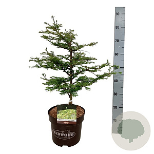 Metasequoia gl. 'Hamlet's Broom' 50-60 cm 7,5L