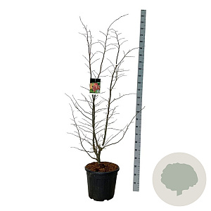 Parrotia persica 'Bella' 125-150 cm 30L extra