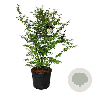 Parrotia persica 150-175 cm cont. 90L extra