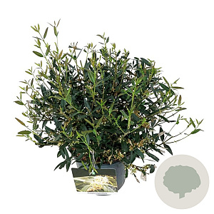 Phillyrea angustifolia 40-50 cm 6L