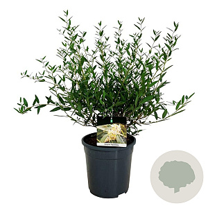 Phillyrea angustifolia 50-60 cm 6L