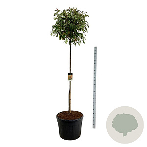 Photinia fraseri 'Red Robin' 180 cm stam cont. 130L extra