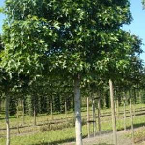Liquidambar s. 'Worplesdon' 25-30 cm draadkluit 225 cm stam 6 etages leivorm