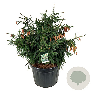 Picea a. 'Acrocona' 100-125 cm cont. 180L solitair