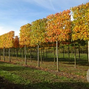 Liquidambar s. 'Worplesdon' 30-35 cm draadkluit 225 cm stam 6 etages leivorm