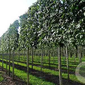 Liquidambar s. 'Worplesdon' 14-16 cm draadkluit 210 cm stam LEIVORM