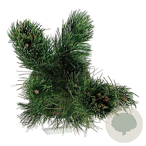 Pinus heldreichii 'Satellit' 50-60 cm 15L