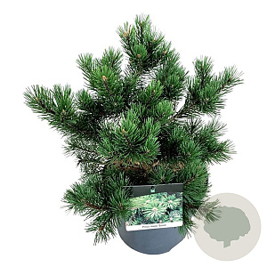 Pinus mugo 'Gnom' 30-40 cm 6,5L