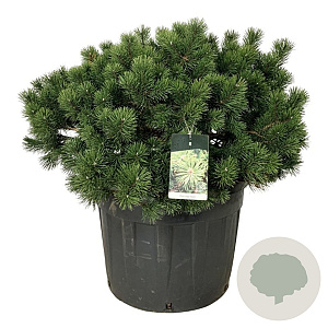Pinus mugo 'Gnom' 80-100 cm cont. 130L