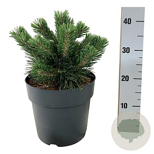 Pinus mugo 'Green Pearl' 25-30 cm 6,5L