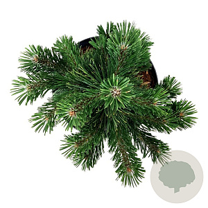 Pinus mugo 'Green Pearl' 25-30 cm 6,5L