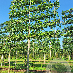 Liquidambar s. 'Worplesdon' 20-25 cm draadkluit 6 etages LEIVORM