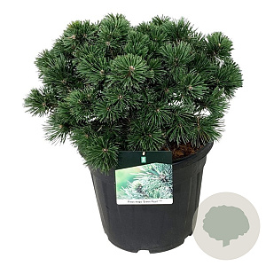 Pinus mugo 'Green Pearl' 40-50 cm 30L extra