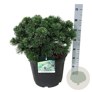 Pinus mugo 'Green Pearl' 40-50 cm 30L extra