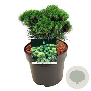 Pinus mugo 'Heideperle' 25-30 cm 6,5L