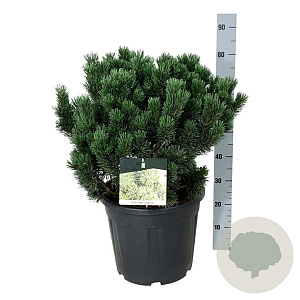 Pinus mugo 'Limerick' 50-60 cm 30L extra
