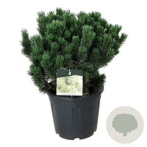 Pinus mugo 'Limerick' 50-60 cm 30L extra
