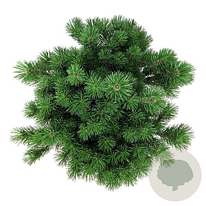 Pinus mugo 'Mops' 35 cm 6,5L