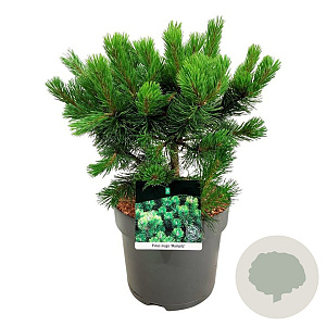 Pinus mugo 'Mumpitz' 30-40 cm 7,5L