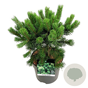 Pinus mugo 'Mumpitz' 30-40 cm 7,5L