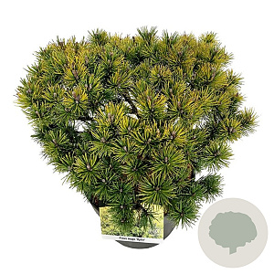 Pinus mugo 'Ophir' 30-40 cm 6,5L
