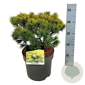 Pinus mugo 'Ophir' 30-40 cm 6,5L