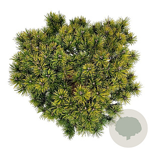 Pinus mugo 'Ophir' 30-40 cm 6,5L
