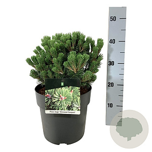 Pinus mugo 'Sherwood Compact' 25-30 cm 6,5L