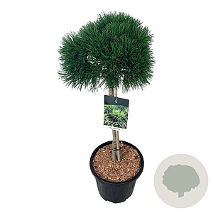 Pinus mugo 'Varella' 60 cm stam 15L