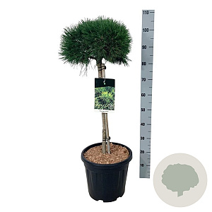 Pinus mugo 'Varella' 60 cm stam 15L