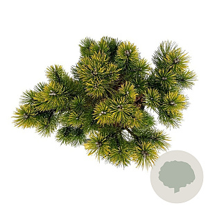 Pinus mugo 'Winter Gold' 40-50 cm 15L