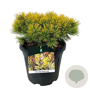 Pinus mugo 'Winter Gold' 40-50 cm 15L