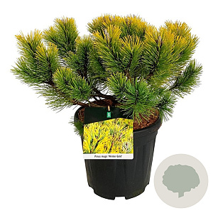 Pinus mugo 'Winter Gold' 40-50 cm 15L