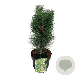 Pinus nigra 'Green Tower' 40-50 cm 6L