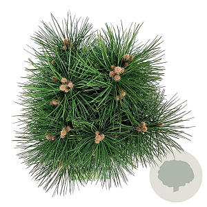 Pinus nigra 'Green Tower' 50-60 cm 15L
