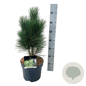 Pinus nigra 'Green Tower' 50-60 cm 7,5L